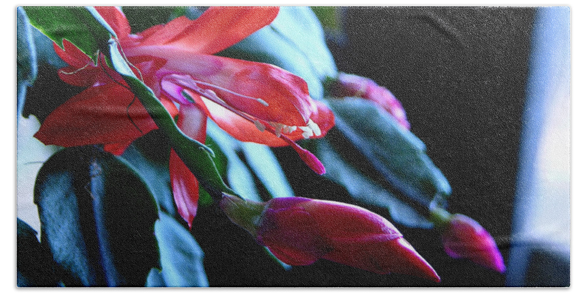 Christmas Hand Towel featuring the photograph Christmas cactus in bloom by Julianne Felton