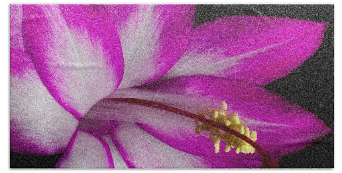 Bloom Hand Towel featuring the photograph Christmas Cactus by Ron Pate