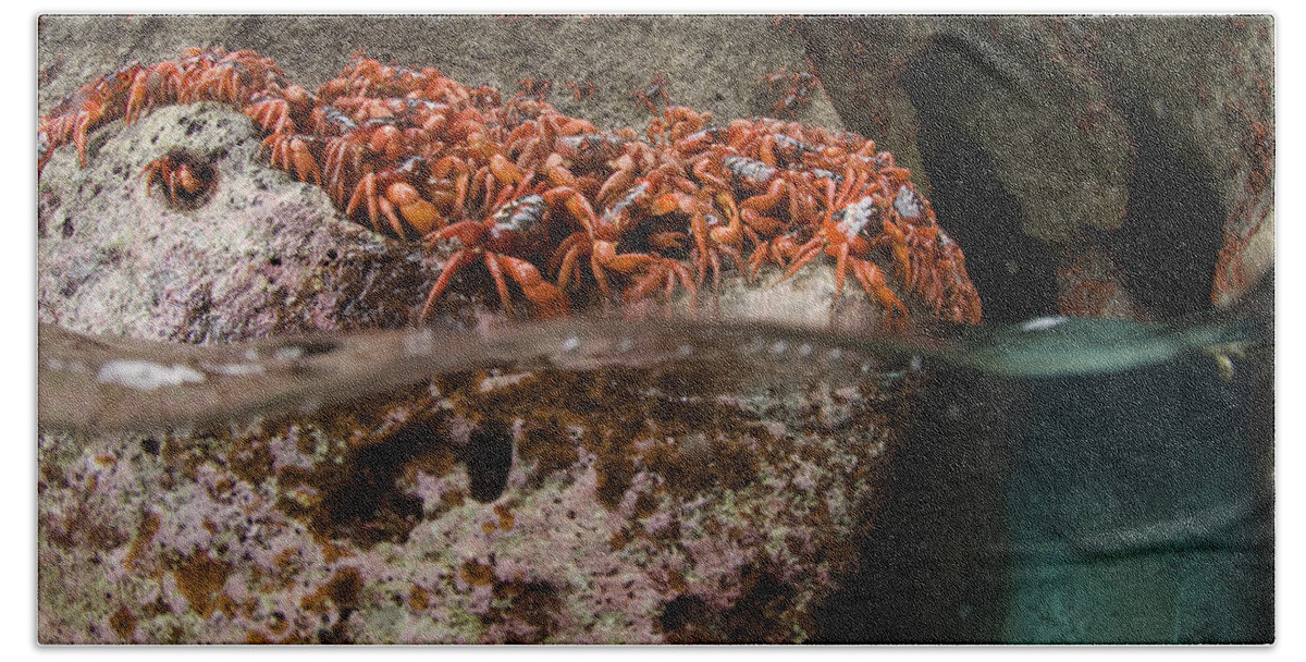 Flpa Bath Towel featuring the photograph Christmas Island Red Crab Migation by Colin Marshall