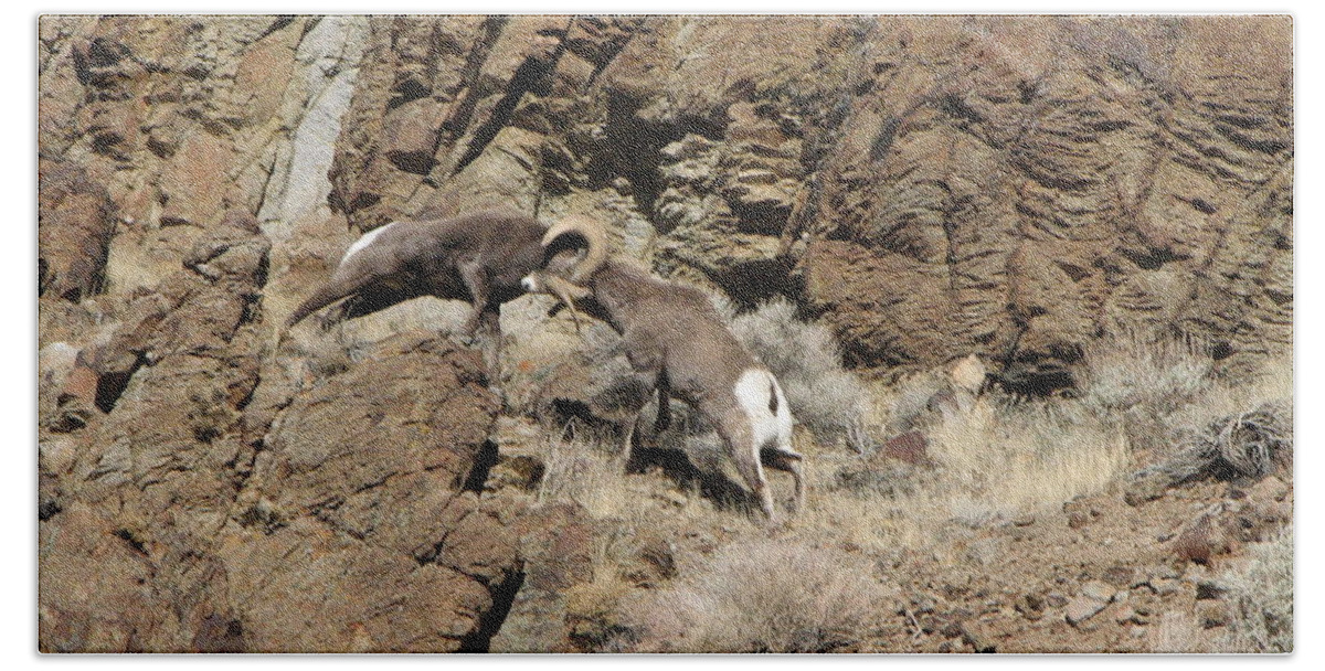 Rocky Moutain Bighorn Rams Hand Towel featuring the photograph Clash of the Titans by Darcy Tate