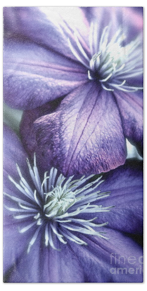 Clematis Bath Towel featuring the photograph Clematis by Linda Bianic
