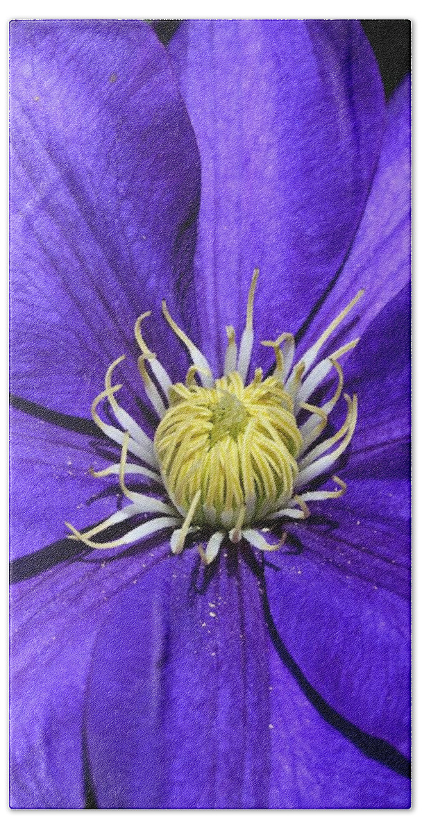 Clematis Bath Towel featuring the photograph Clematis Queen of the Climbers by Andrea Lazar