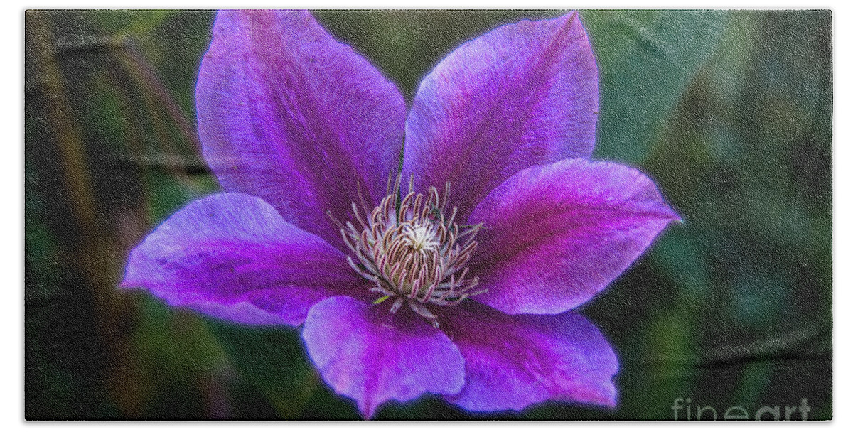 Clematis Bath Towel featuring the photograph Clematis by Robert Bales
