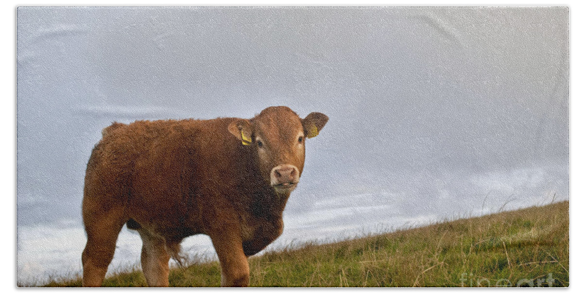 Ireland Digital Photographs Hand Towel featuring the digital art Cliffs of Moher Brown Cow by Danielle Summa