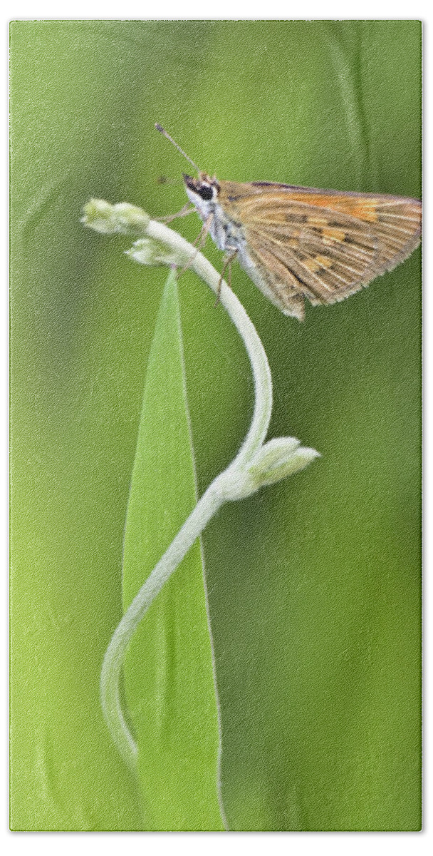 Photography Bath Towel featuring the photograph Close-up Of A Skipper Butterfly by Animal Images