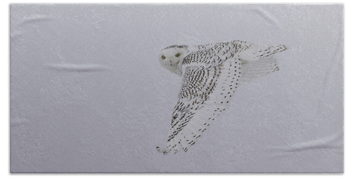 Snowy Owl (bubo Scandiacus) Hand Towel featuring the photograph Close Up Of The Ghost Flight by Thomas Young