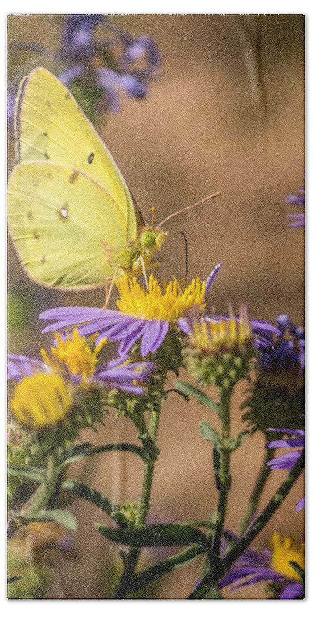 Clouded Sulphur Bath Towel featuring the photograph Clouded Sulphur Butterfly 4 by Ernest Echols