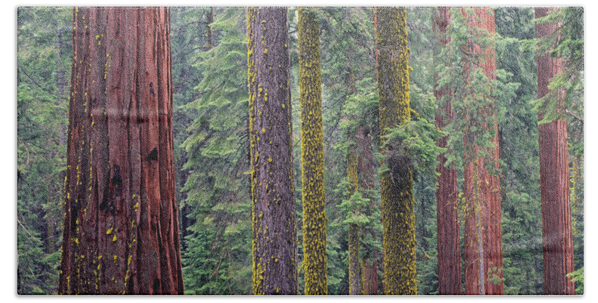 Feb0514 Bath Towel featuring the photograph Coast Redwoods In Mariposa Grove by Tim Fitzharris