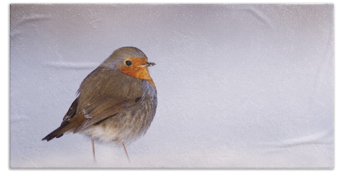 European Robin Hand Towel featuring the photograph Cold Feet by Roeselien Raimond