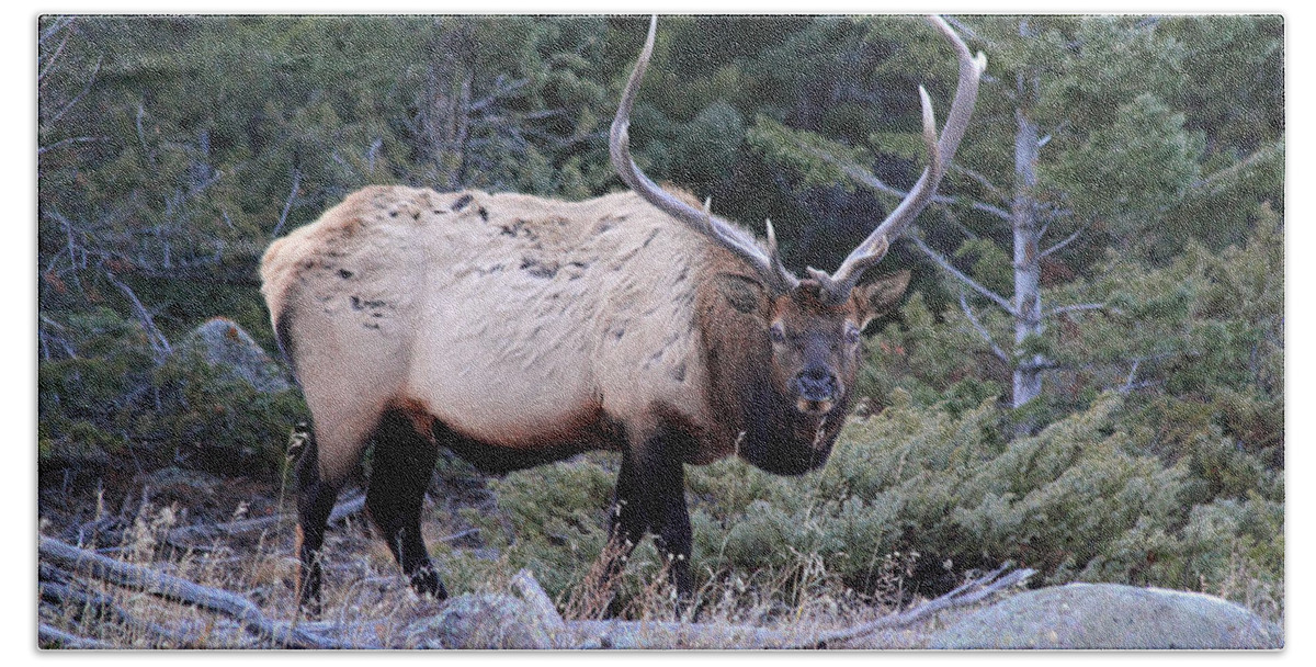 Bull Elk Bath Towel featuring the photograph Colorado Bull Elk #1 by Shane Bechler