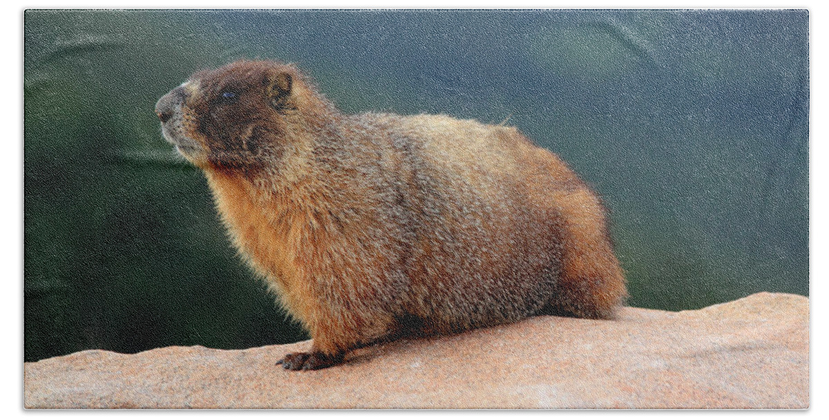 Marmot Bath Towel featuring the photograph Colorado Marmot by Shane Bechler