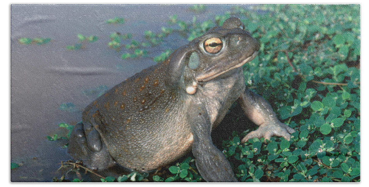 Adult Toad Bath Towel featuring the photograph Colorado River Toad by Karl H. Switak