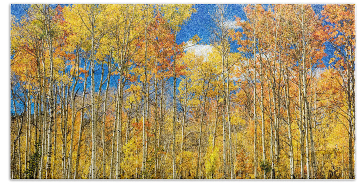 Aspen Bath Towel featuring the photograph Colorful Colorado Autumn Aspen Trees by James BO Insogna