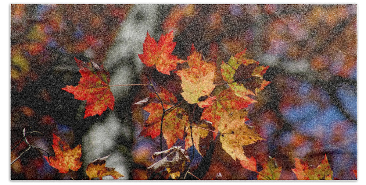 Adirondacks Bath Towel featuring the photograph Colorful leaves by Tracy Winter