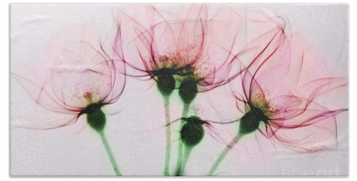 Rose Hand Towel featuring the photograph Colorized X-ray Of Roses by Scott Camazine