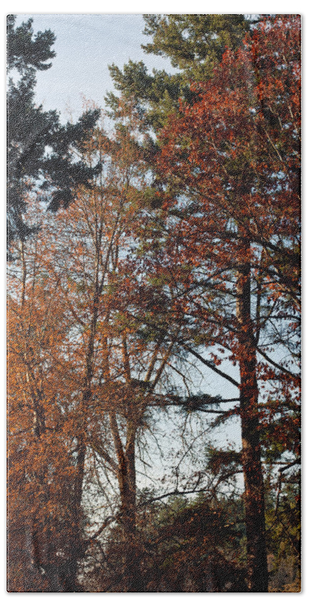 Trees Bath Towel featuring the photograph Colors of Autumn by Tikvah's Hope