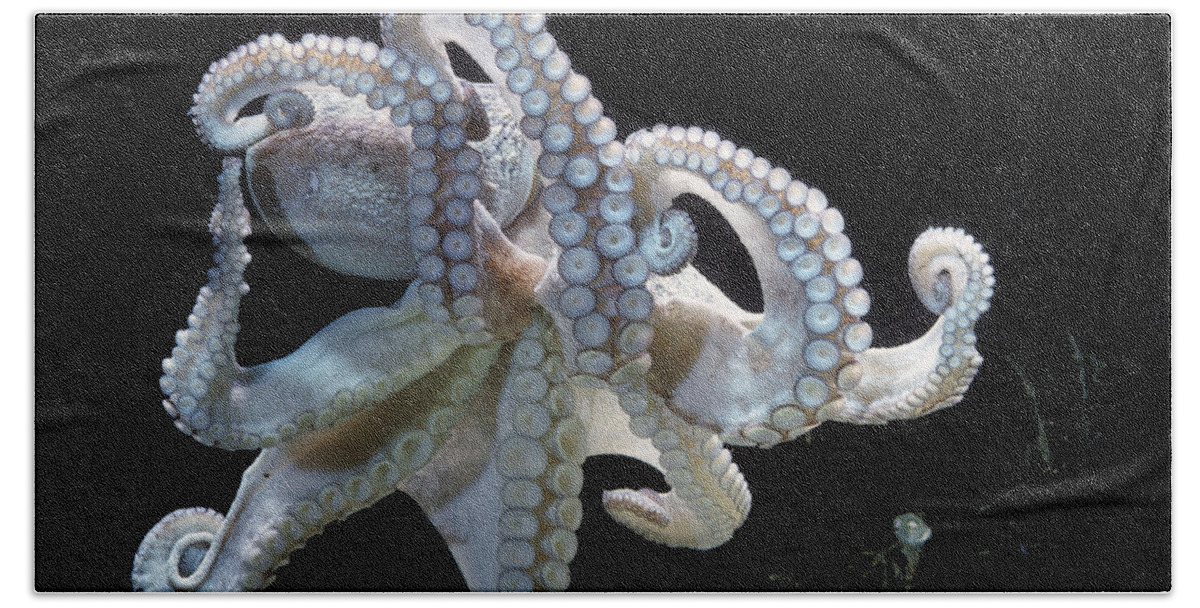 Common Octopus Bath Towel featuring the photograph Common Octopus by Jean-Michel Labat