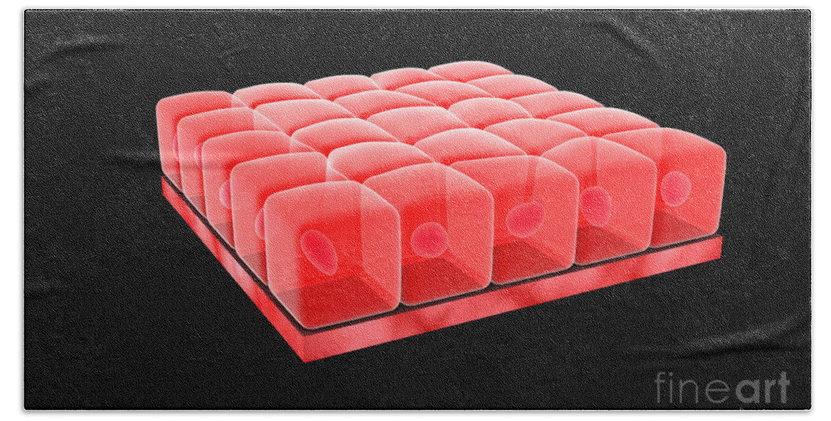 Epithelial Tissue Bath Towel featuring the digital art Conceptual Image Of Simple Cuboidal by Stocktrek Images