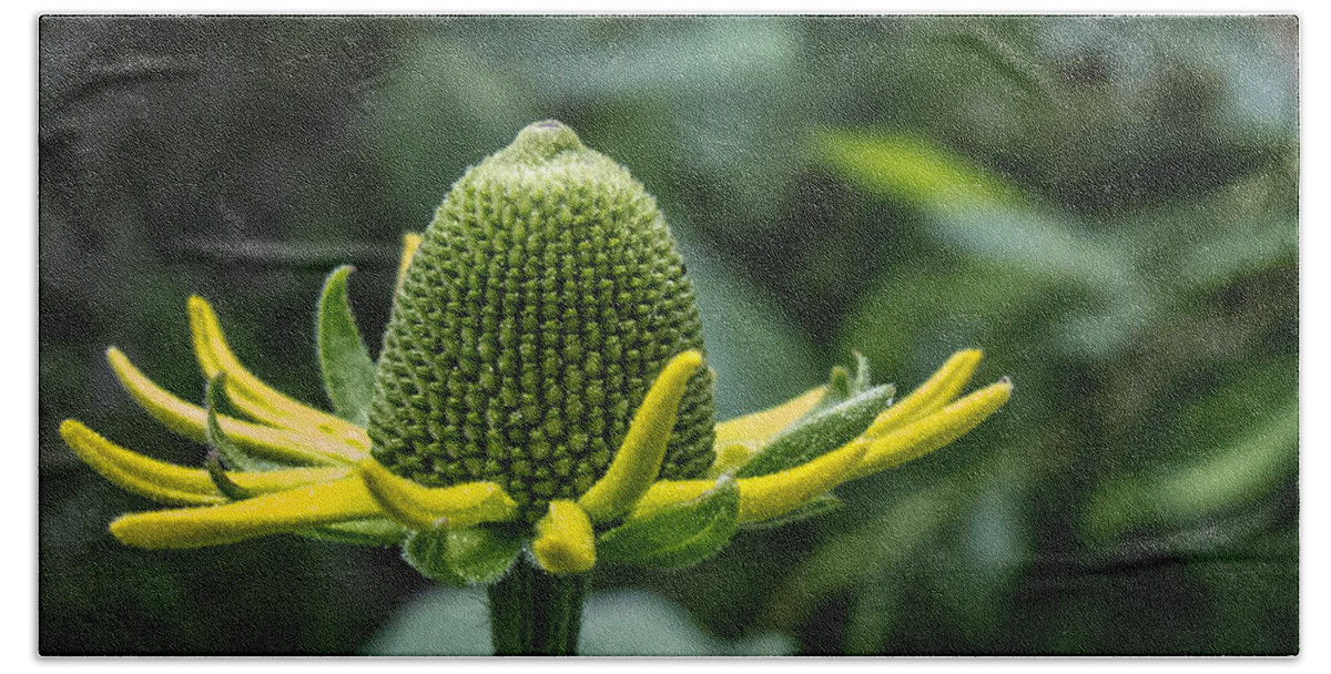 Coneflower Hand Towel featuring the photograph Coneflower by Susan Eileen Evans