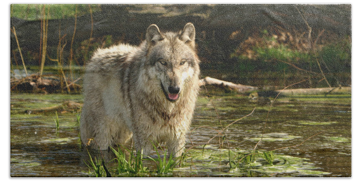 Gray Wolf Bath Towel featuring the photograph Cooling Off by Shari Jardina