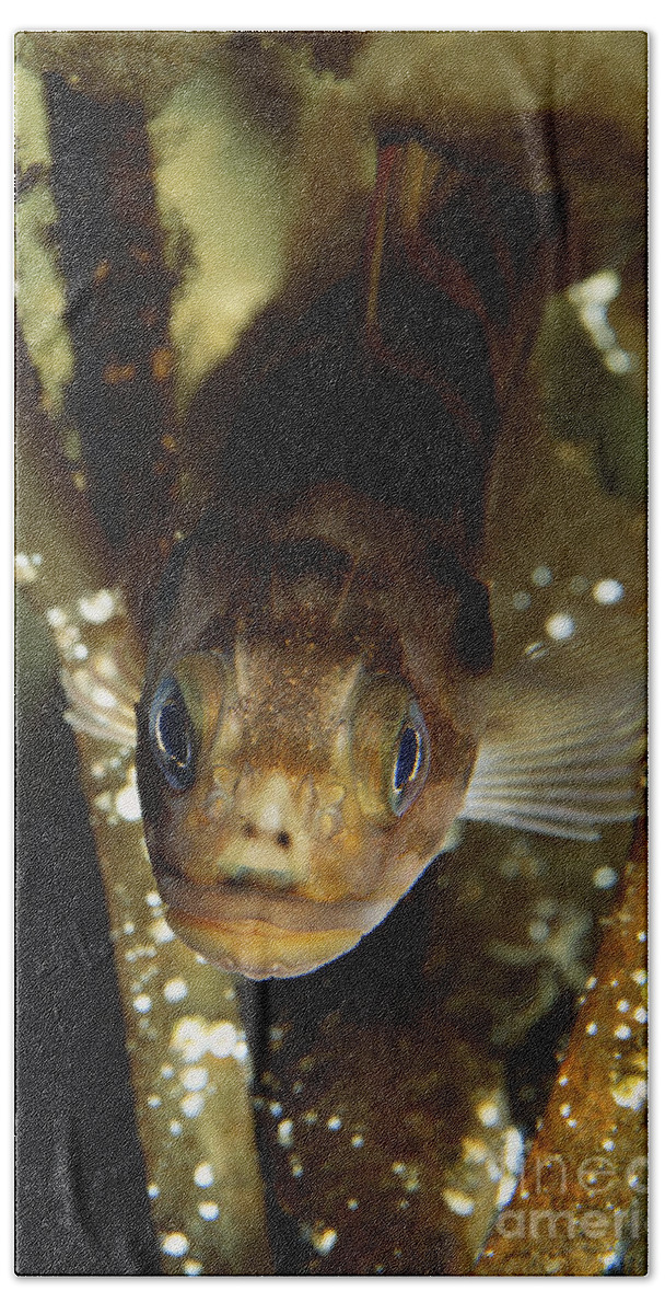 Copper Rockfish Bath Towel featuring the photograph Copper Rockfish by Art Wolfe