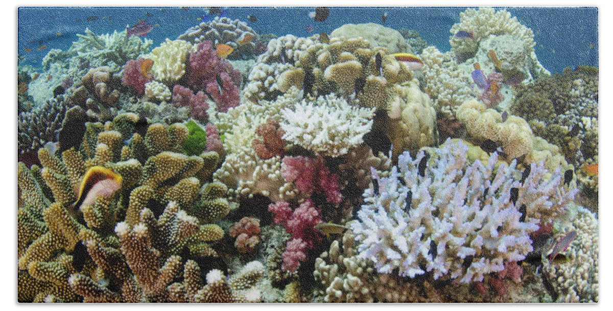 Pete Oxford Hand Towel featuring the photograph Coral Reef Diversity Fiji by Pete Oxford