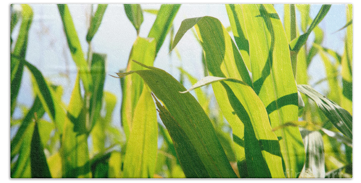 Leaves Bath Sheet featuring the photograph Corn leaves by Gaspar Avila