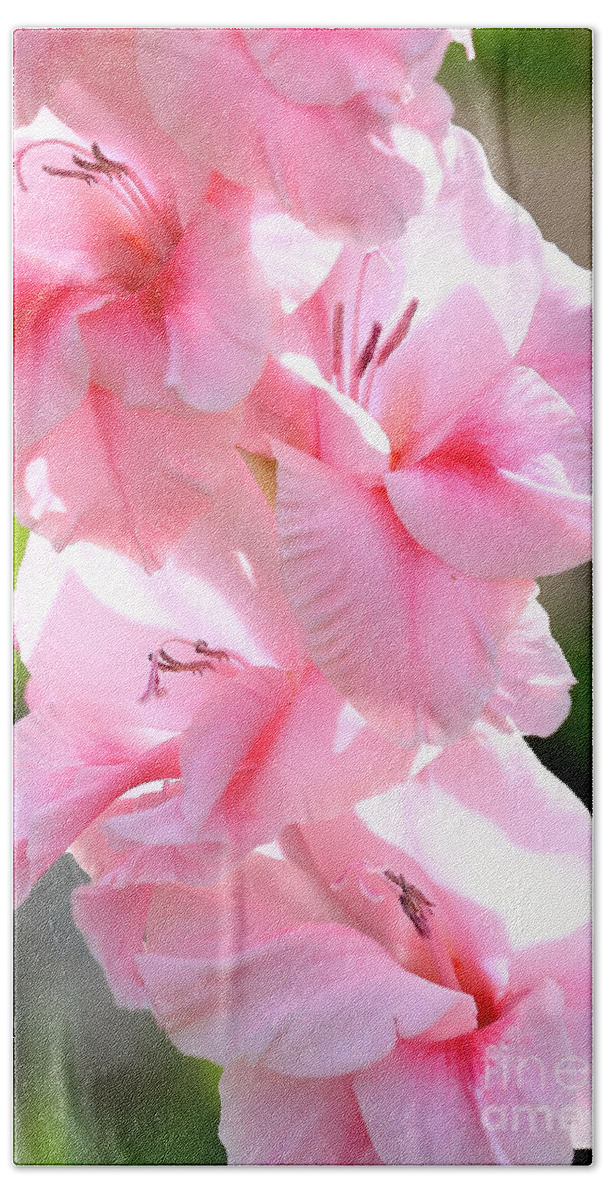 Glads Bath Towel featuring the photograph Cotton Candy Gladiolus by Carol Groenen