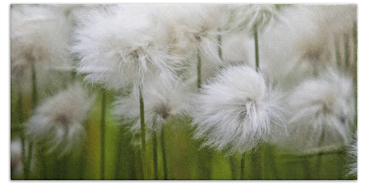 Heiko Bath Towel featuring the photograph Cottongrass by Heiko Koehrer-Wagner