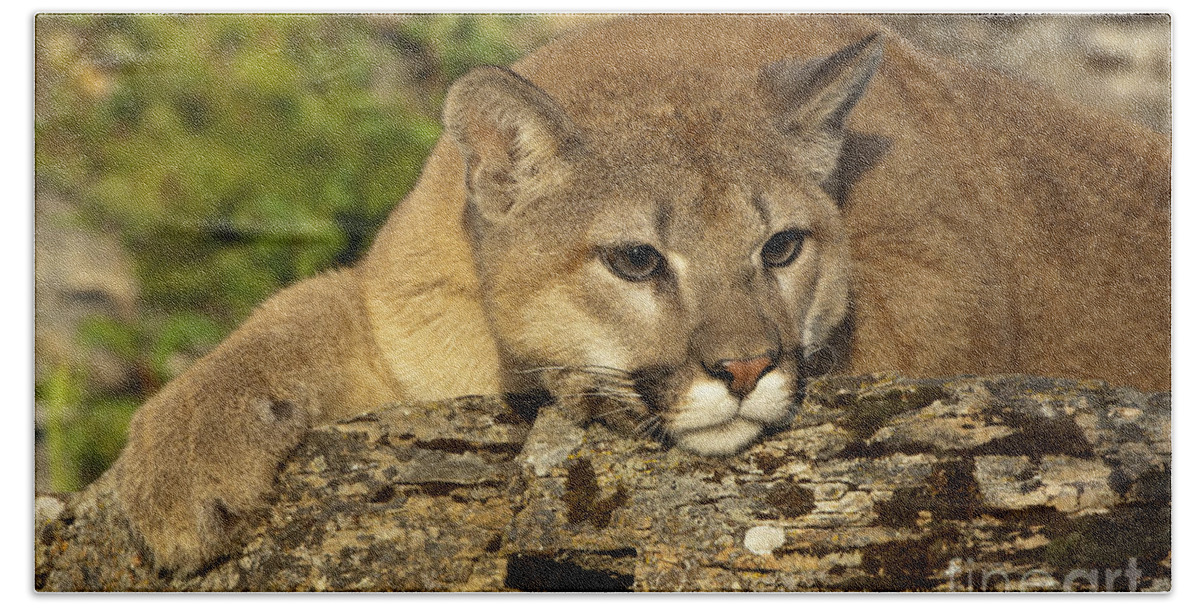 Cougar Hand Towel featuring the photograph Cougar on Lichen Rock by Sandra Bronstein