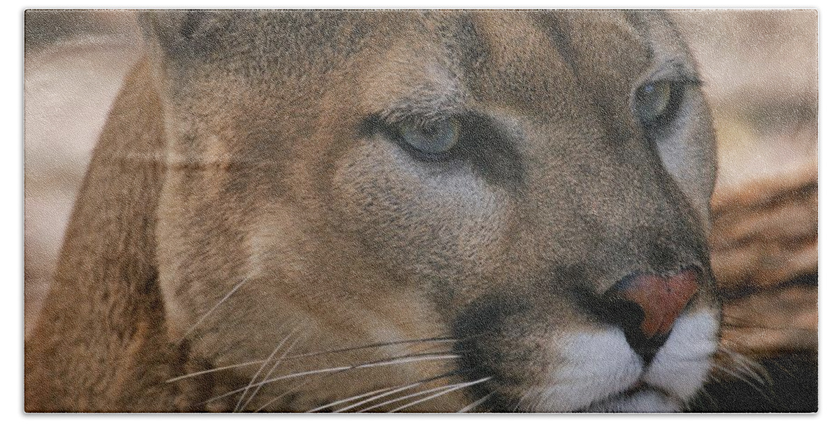Cougar Bath Towel featuring the photograph Cougar by Sandy Keeton