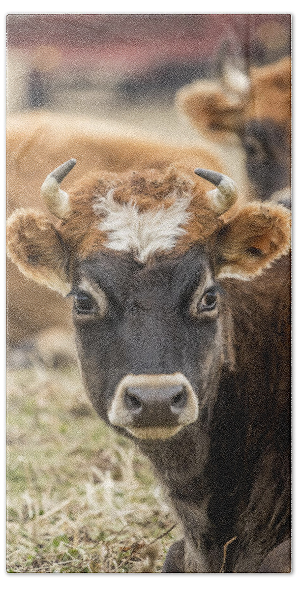Cow Bath Towel featuring the photograph Cow 2 by Thomas Young