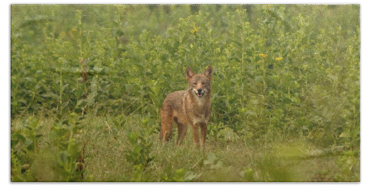 Wild Hand Towel featuring the photograph Coyote Happy by Eric Liller