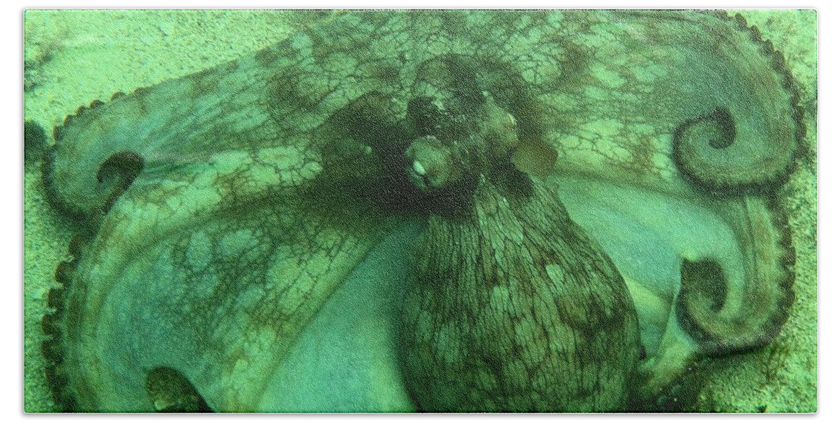Common Octopus Bath Sheet featuring the photograph Cozumel Octopus by Adam Jewell