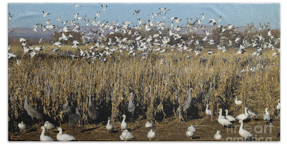 Cranes Bath Towel featuring the photograph Cranes And Geese 2 by Steven Ralser