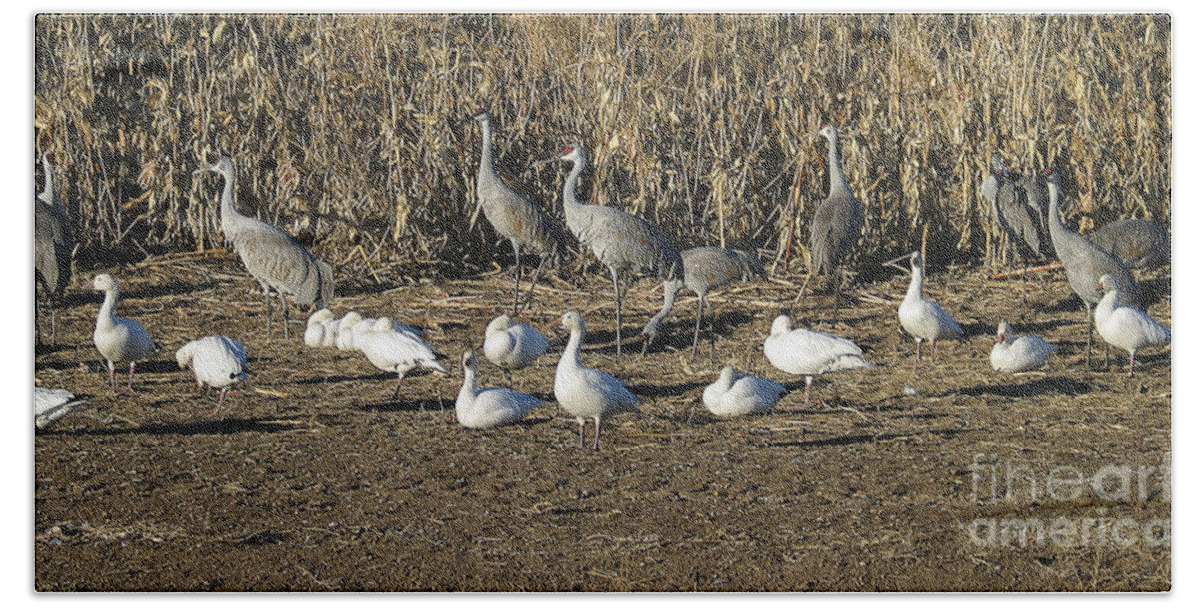 Cranes Bath Towel featuring the photograph Cranes and geese by Steven Ralser