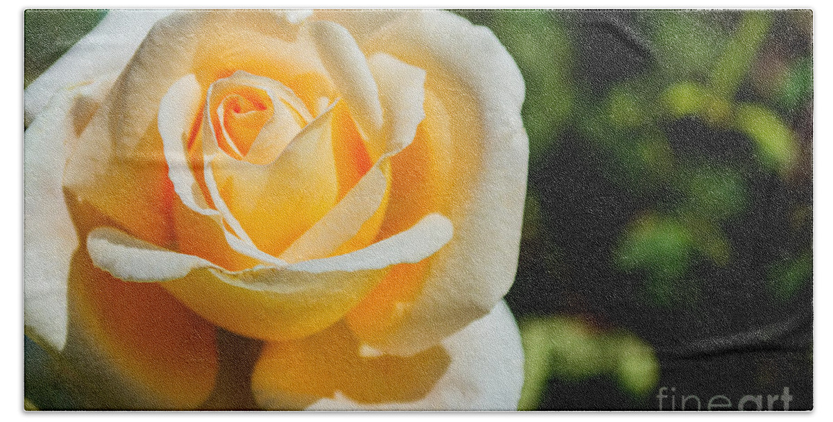 Cream Rose Bath Towel featuring the photograph Cream Rose by Tikvah's Hope