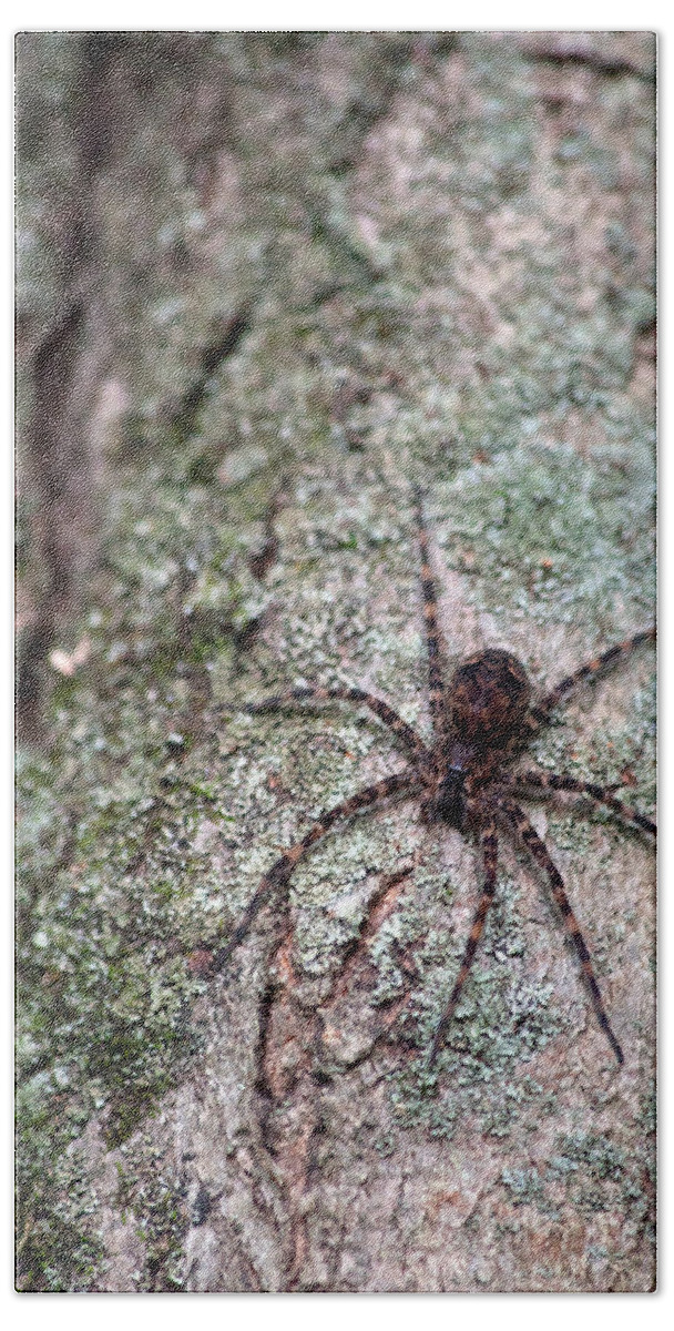 Spider Bath Towel featuring the photograph Creepy Spider by Karol Livote