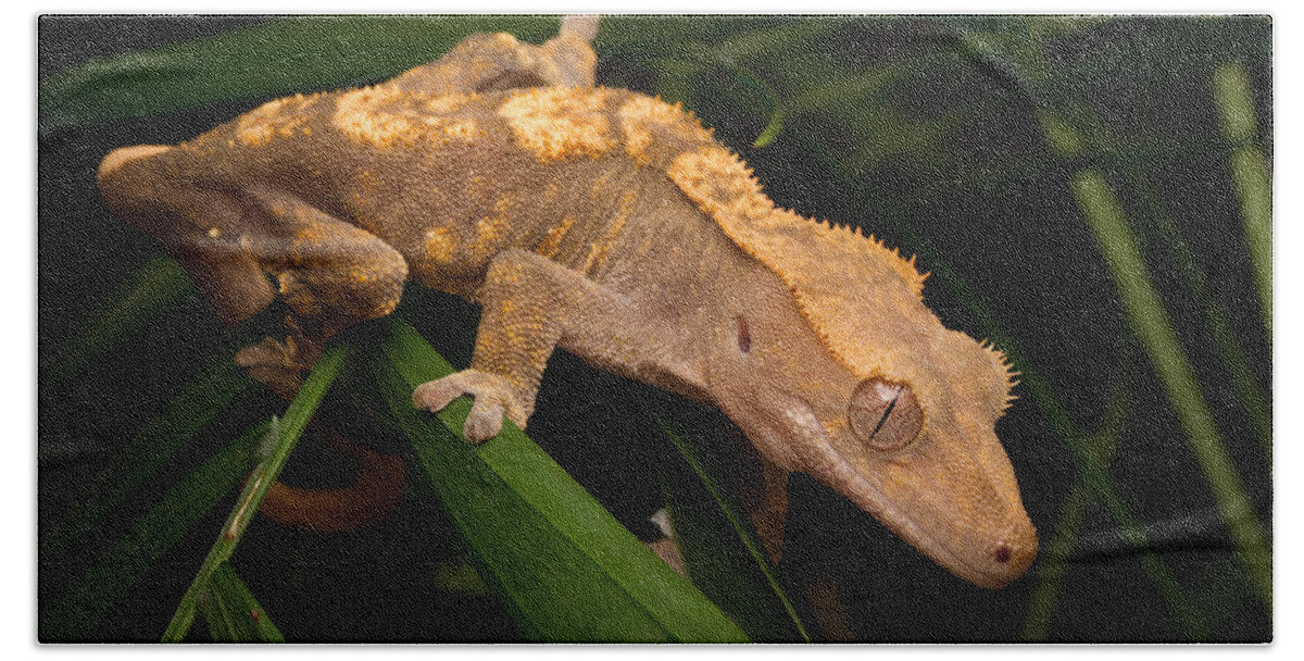 New Caledonian Crested Gecko Bath Towel featuring the photograph Crested Gecko Rhacodactylus Ciliatus by David Kenny