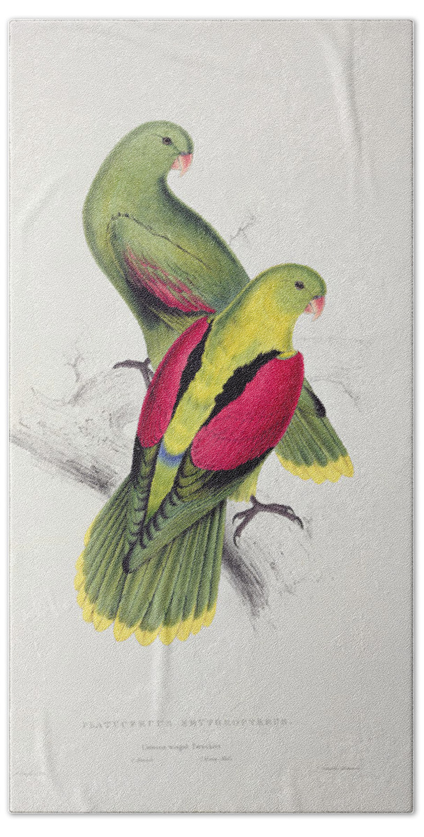 Crimson Winged Hand Towel featuring the painting Crimson Winged Parakeet by Edward Lear