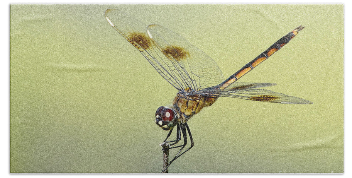 Dragonfly Bath Towel featuring the photograph Crouching Dragonfly by Kathy Baccari