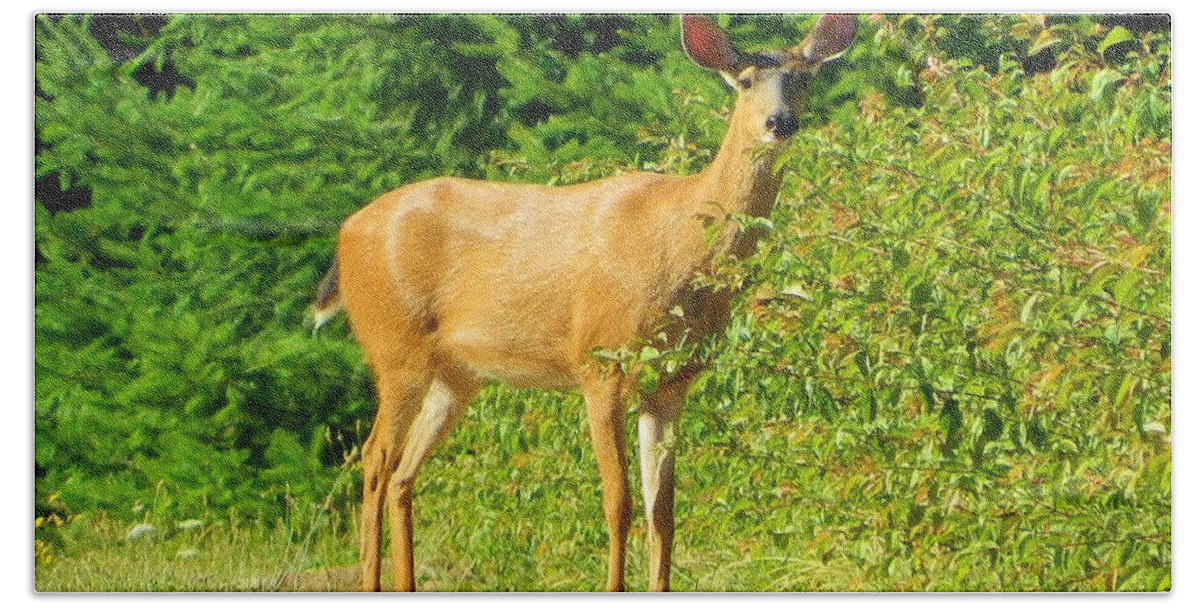 Deer Bath Towel featuring the photograph Curiosity by Gallery Of Hope 