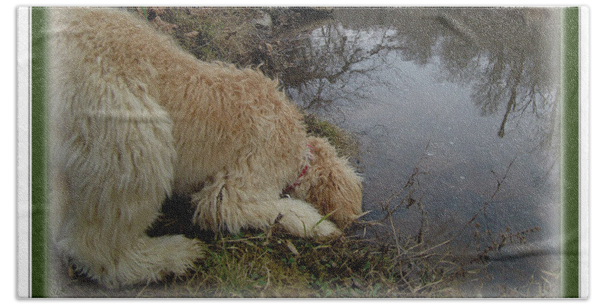 Multi- Generational Labradoodle Bath Towel featuring the photograph Curiosity of a Puppy by Sandra Clark
