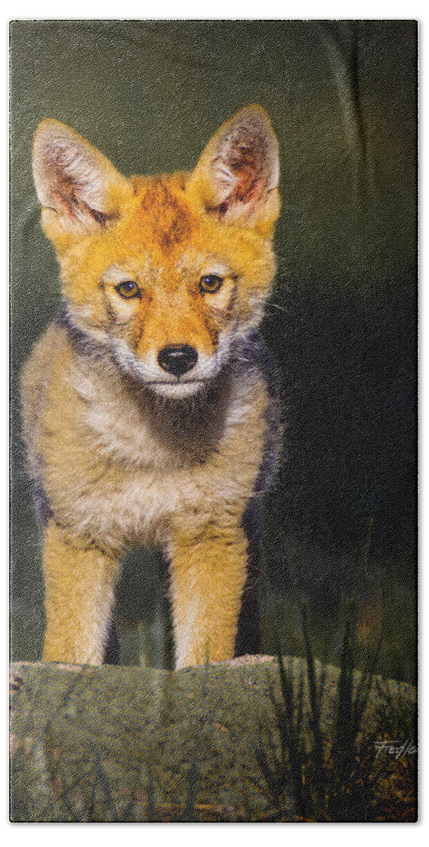 Coyote Bath Towel featuring the photograph Curious Coyote Pup by Fred J Lord