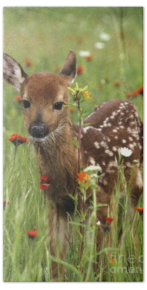 Deer Hand Towel featuring the photograph Curious Fawn by Chris Scroggins