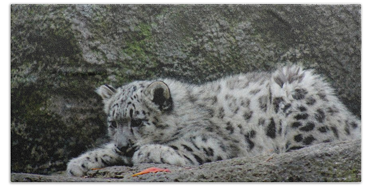 Surprise Bath Towel featuring the photograph Curious Snow Leopard Cub by Ramabhadran Thirupattur