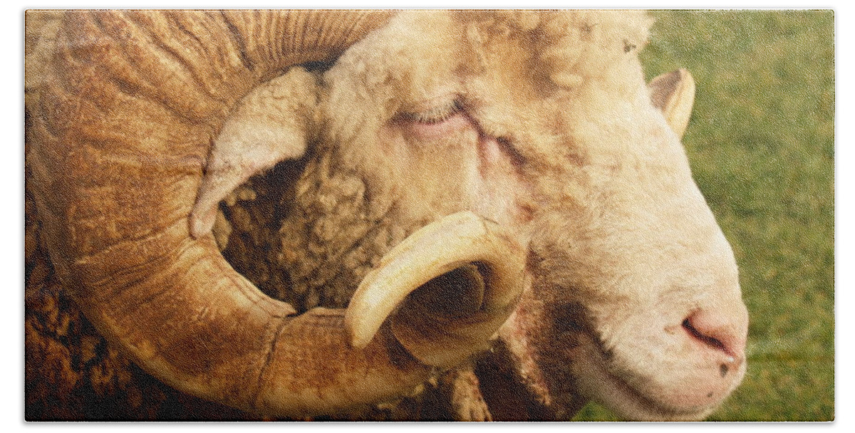 Ram Bath Towel featuring the photograph Curly-horned Ram by Anna Lisa Yoder