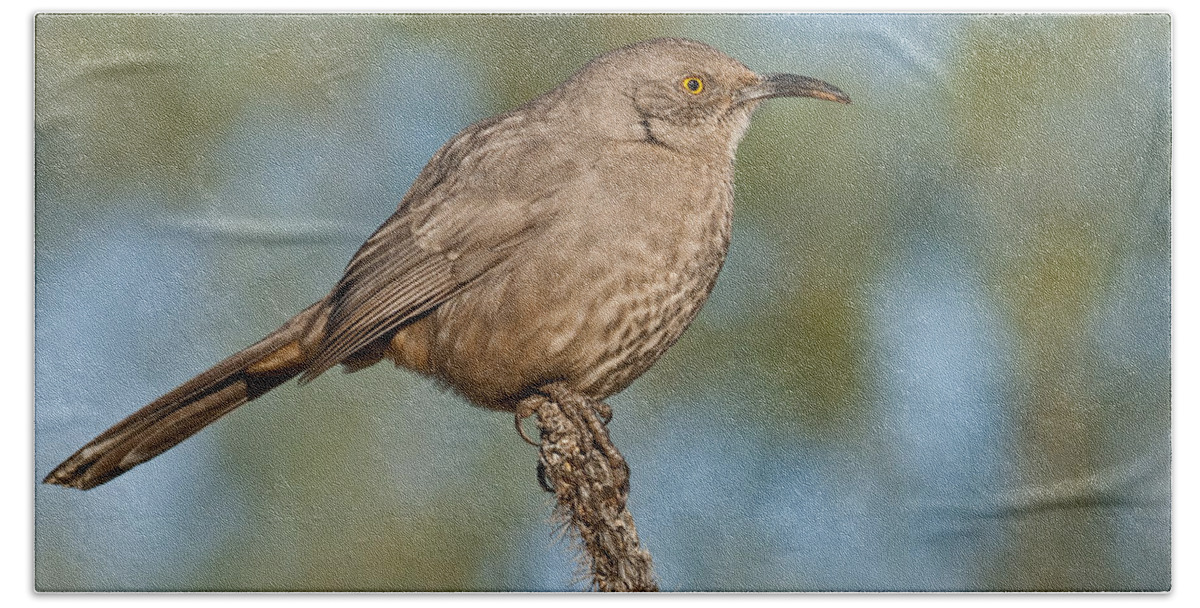 Animal Bath Towel featuring the photograph Curve-Billed Thrasher by Jeff Goulden