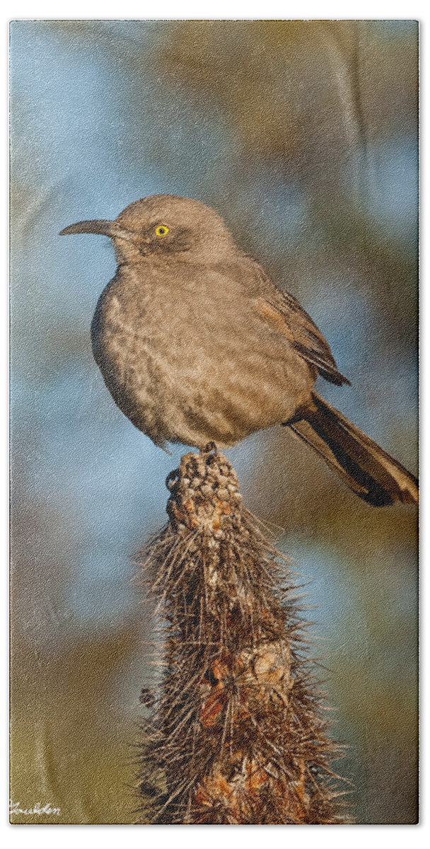 Animal Bath Towel featuring the photograph Curve-Billed Thrasher on a Cactus by Jeff Goulden
