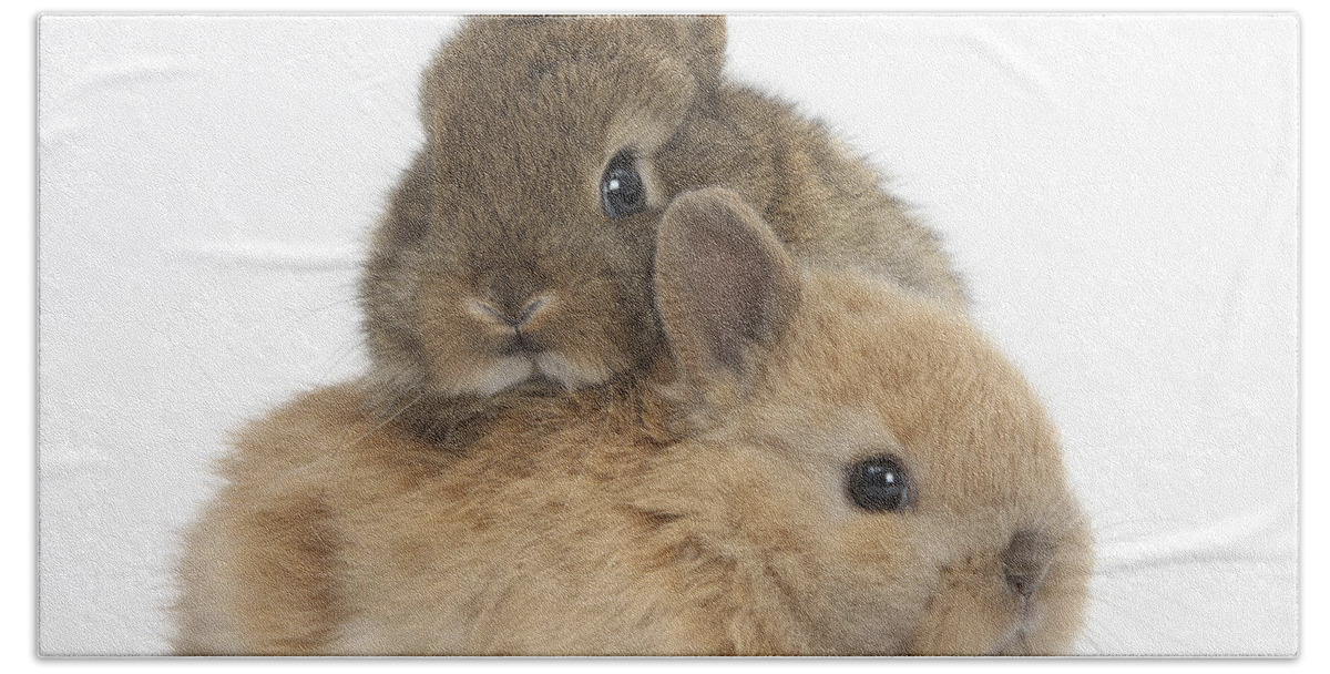 netherland dwarf bunnies for sale shipping